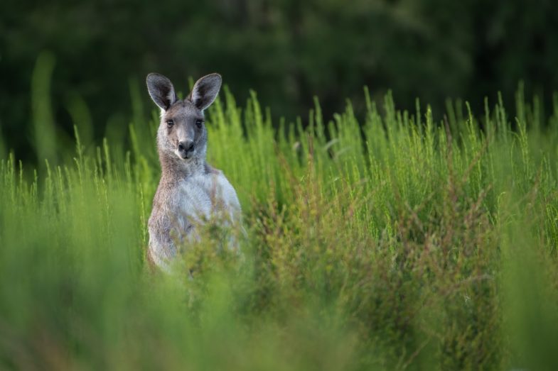 kangaroo, marsupial, eastern grey kangaroo
